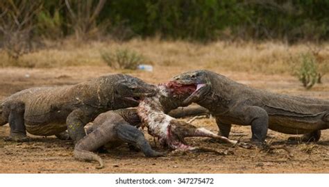 Komodo Dragon Eat Their Prey Indonesia Stock Photo 347275472 | Shutterstock