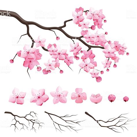 Vector Japan Sakura Cherry Branch With Blooming Flowers Design