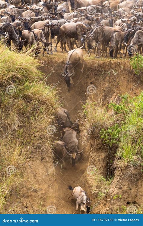 Manadas Del ñu En Mara River El Principio De Una Gran Migración Kenia