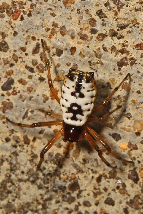 Araña espinosa blanca Micrathena mitrata Picture Insect