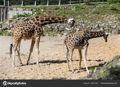 Kordofan giraffe in sunny day zoo Latvia — Stock Photo © uldiszile ...