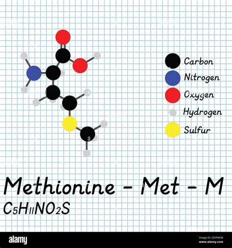 Methionine Met M Amino Acid Molecular Formula And Chemical