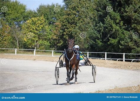 Horse Trotter Breed in Motion Stock Image - Image of sport, cart: 207967141