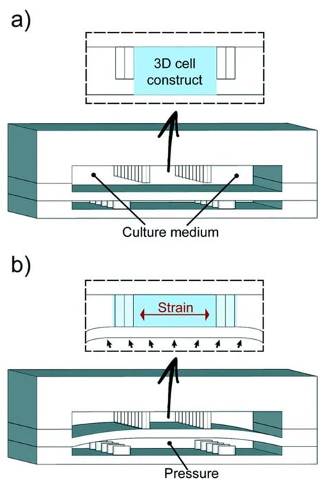 Biosensors Free Full Text A Comprehensive Review Of Organ On A Chip