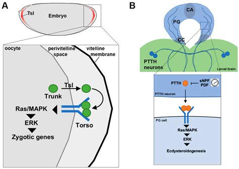 Ijms Free Full Text Receptor Tyrosine Kinases In Development