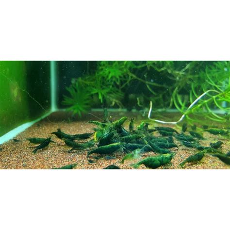 Neocaridina Davidi Green Jade Aquatantan Dk