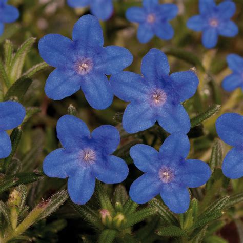 Lithodora diffusa 'Heavenly Blue' | Proctors Nursery