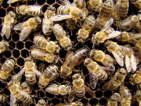 15 Fascinating Facts About Honey Bees