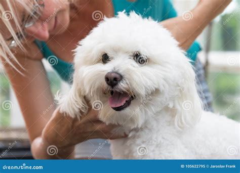 Closeup View of the Smiling White Bolognese Dog Groomed Stock Image ...