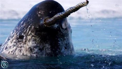 Narwhal ─ The Jedi Of The Sea Narwhal Vs Orcas Polar Bears And Humans