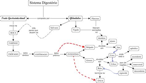 Mapa Conceitual Do Sistema Digestório Braincp