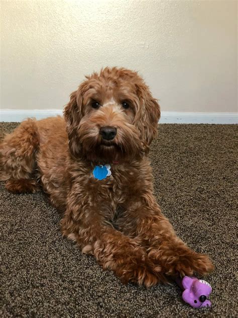 Mini And Medium Australian Labradoodles Available Ashford Manor