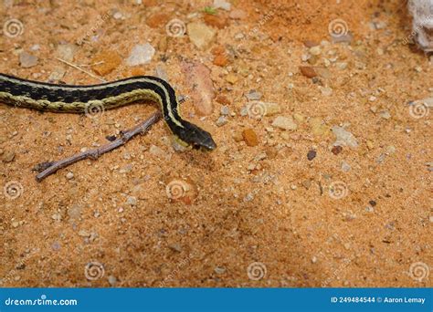 Serpiente Joven Artero Encontrado En El Suelo Rocoso Foto De Archivo