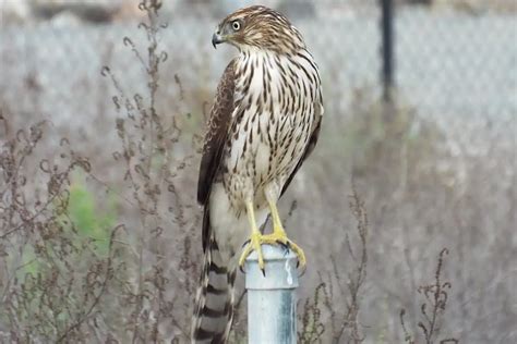 Hawks In Indiana 8 Sprcies With Photos Golden Spike Company