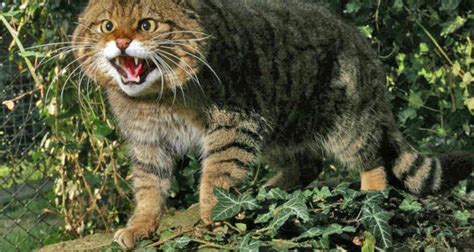 Genetic profile of the Scottish wildcat has been lost because of ...