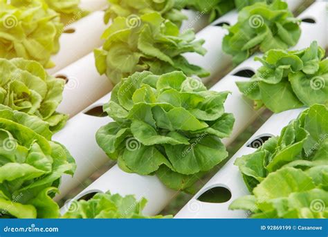 Vegetal Hidropônico Orgânico Na Exploração Agrícola Do Cultivo Imagem