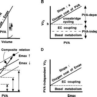 Framework Of Left Ventricular Lv Contractility E Max Lv Systolic