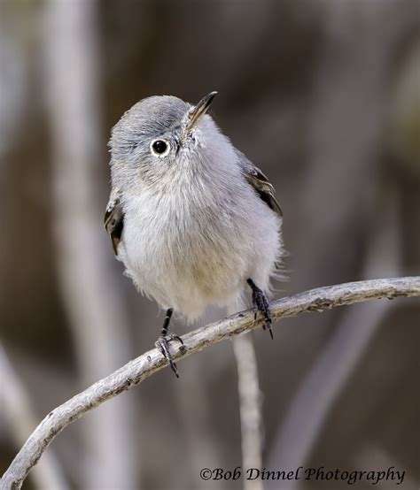 Blue Grey Gnatcatcher Bob Dinnel Flickr