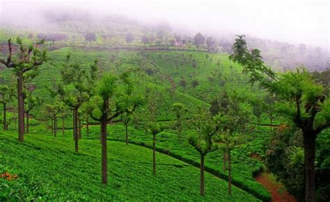 Mysore Ooty Kodaikanal Tour Package Night Days Holiday