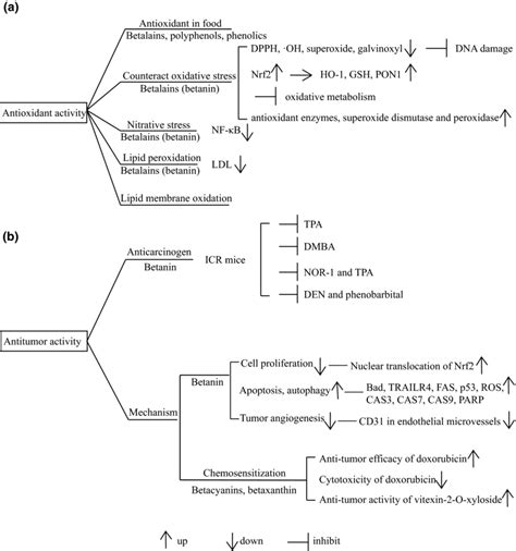 Diagram Of Antioxidant Activity A And Antitumor Activity B Of