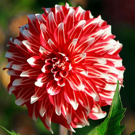 15 Officially Recognized Dahlia Flower Colors