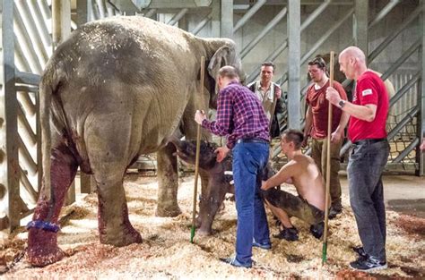 Prague Celebrates First Elephant Conceived And Born At Zoo Zooborns