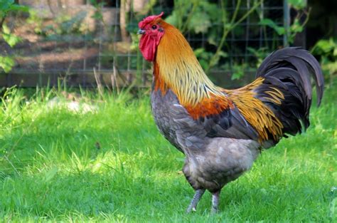 gambar hewan merah paruh warna ternak fauna ayam jantan bulu