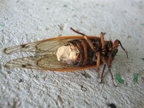 Massospora Cicadina Le Champignon Et La Cigale