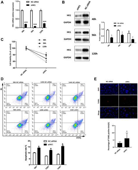 MIR34A Modulates Lens Epithelial Cell Apoptosis And Cataract