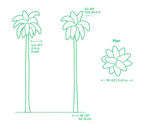 Royal Palm Roystonea Regia Dimensions Drawings Dimensions