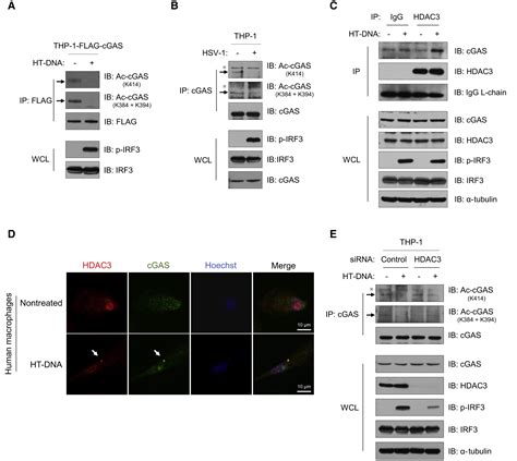 Acetylation Blocks CGAS Activity And Inhibits Self DNA Induced