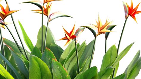 Strelitzia reginae 3D - TurboSquid 1777244