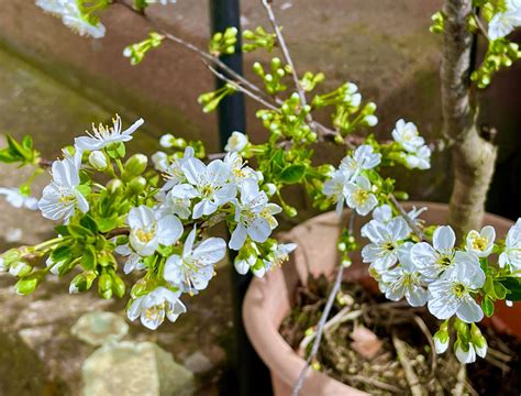 How To Grow Cherry Trees In Pots Backyard Boss