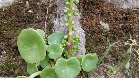 Plantas Medicinales Y Comestibles El Ombligo De Venus Umbilicus