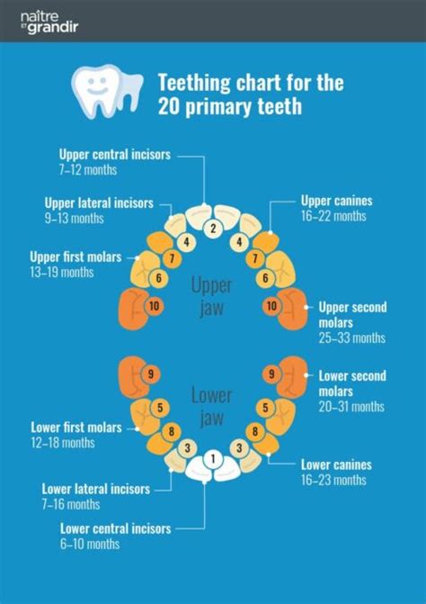 Baby Teeth Coming in Late: When is it a Cause for Concern? - TrueCare