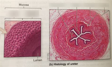 Histology Of Ureter Diagram Quizlet