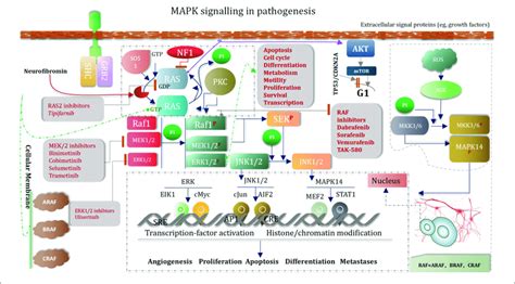 | MAPK signaling pathway. | Download Scientific Diagram