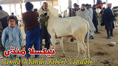 Today Taxila Mandi Latest Update 22 December 2023 YouTube