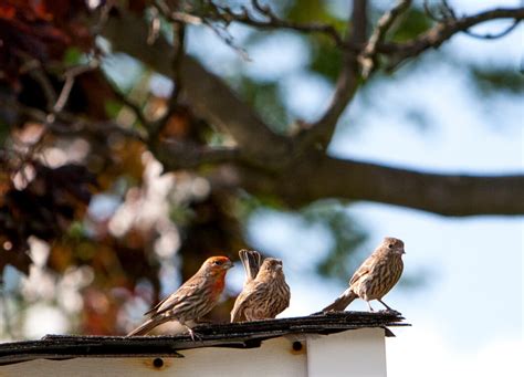 How To Keep Birds Off Your Roof X Deterrent Tips For