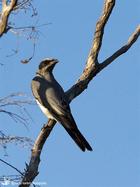 Black-faced Cuckoo-Shrike (Coracina novaehollandiae) - Australian Bird ...