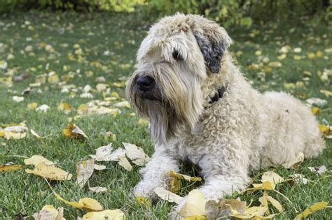 Soft Coated Wheaten Terrier | Breed Information, Personality, and More