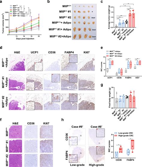 Human Colon Cancer Cell Line Hct Atcc Bioz