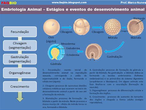 Blog De Biologia Da Professora Gláucia 2º Anos Embriologia Humana