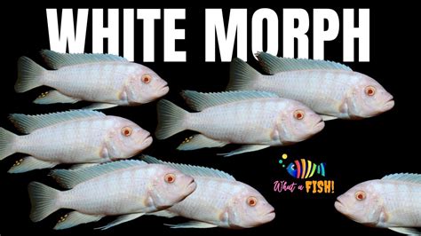 White Morph Cichlid White Cichlid Colourful Fishes Wildlife Wild