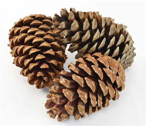 Large Pine Cones Pk3 Autumn And Harvest