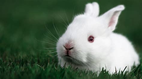 White Rabbit Red Eyes Fluffy Animal Hd Wallpaper Peakpx