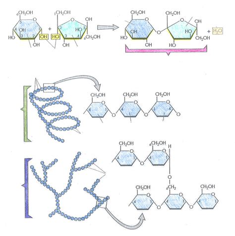 Biology Ch. 2-3 "Carbohydrate Structure" Diagram | Quizlet