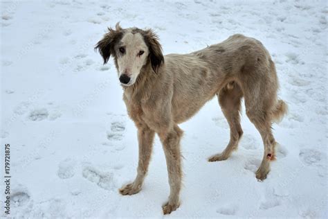 The Tazy, or the Central Asian greyhound, or the Kazakh greyhound, or the Turkmen greyhound, are ...