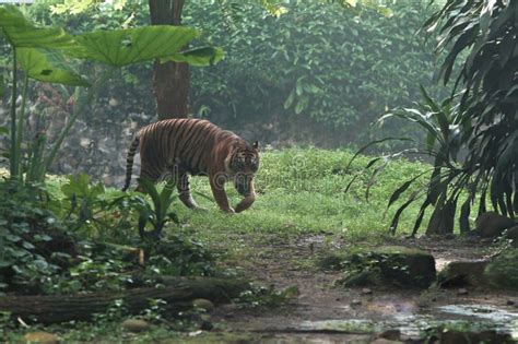 Sumatran Tigers are Guarding Their Territory Stock Photo - Image of ...