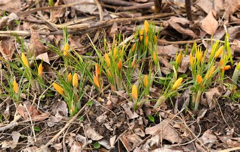 First Spring Flowers Crocus Flavus Known As Yellow Crocus Or Dutch